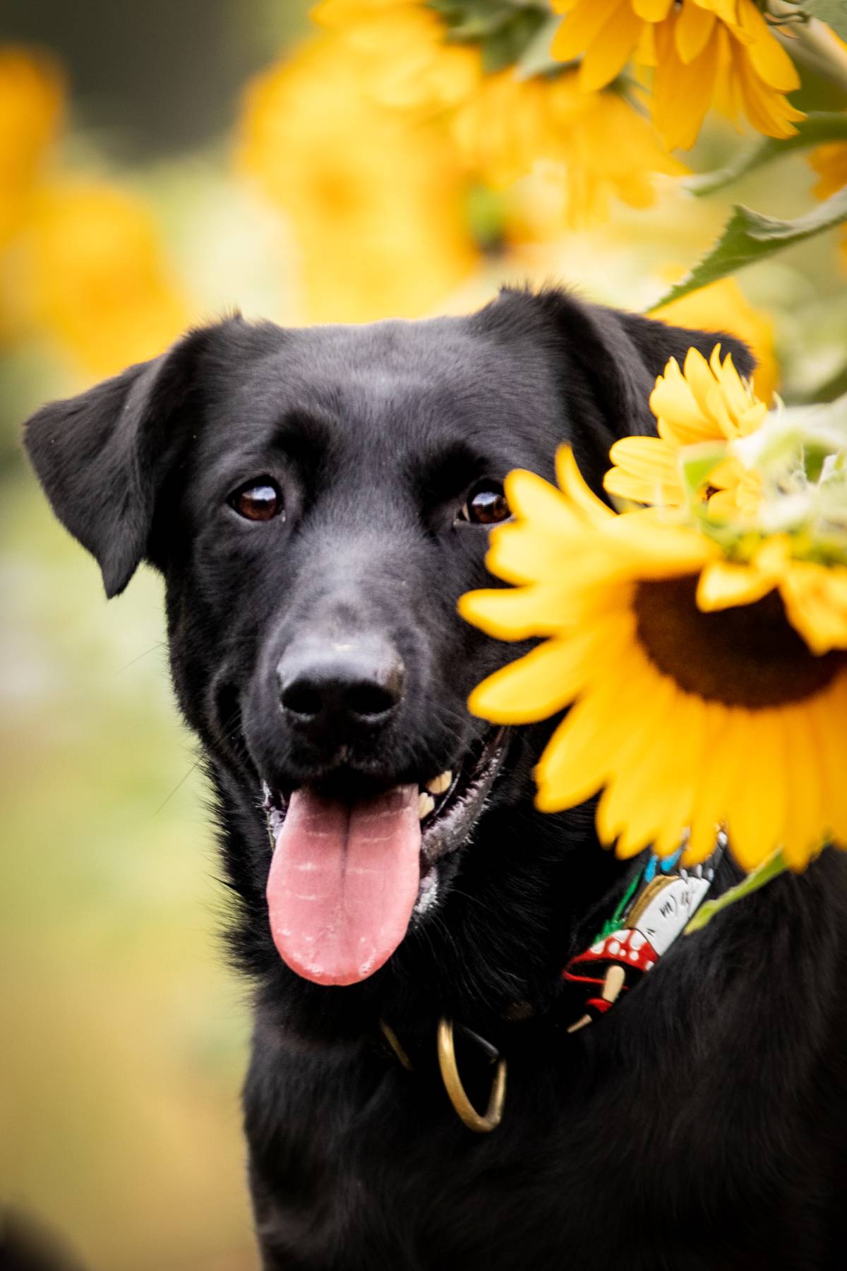 Hunde&amp;Kinderfotografie und Hundetrainerin Sonnenblumen