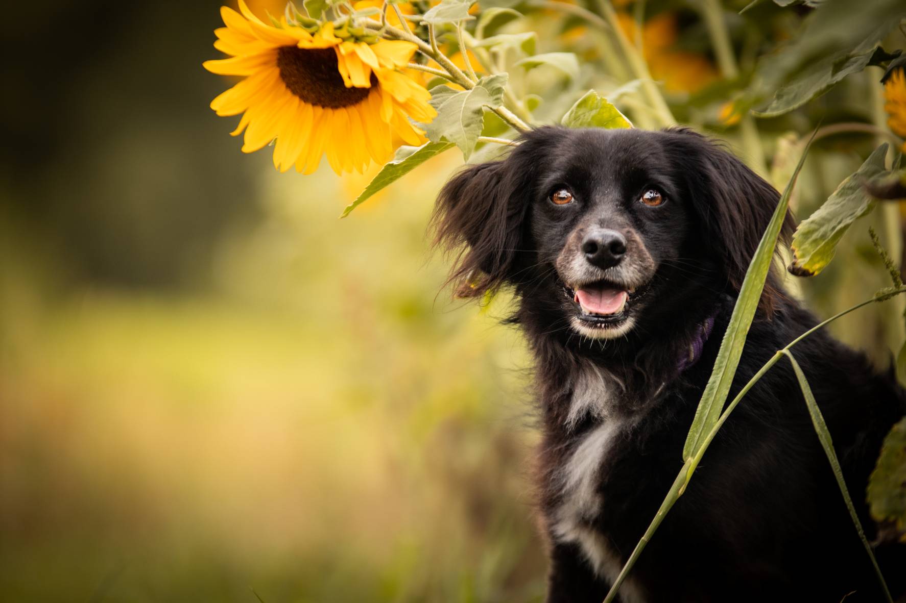 Hunde&amp;Kinderfotografie und Hundetrainerin Sonnenblumen